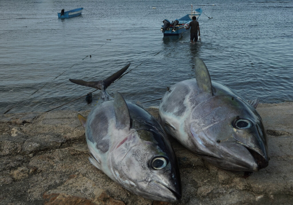 Tuna Fish